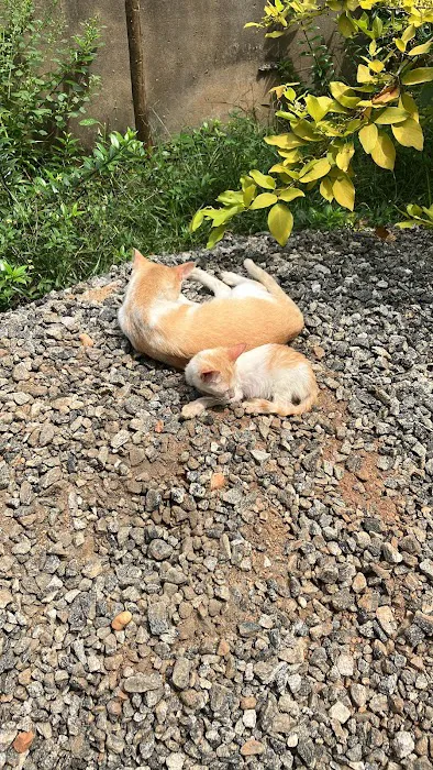 Sigiri Super Clean Laundry (Pvt) Ltd Picture 2